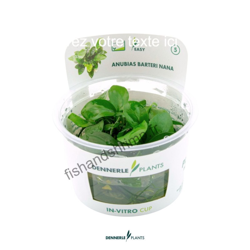 Anubias barteri nana In-Vitro