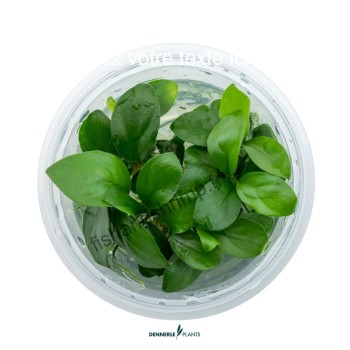 Anubias barteri nana In-Vitro