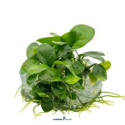 Anubias barteri nana In-Vitro