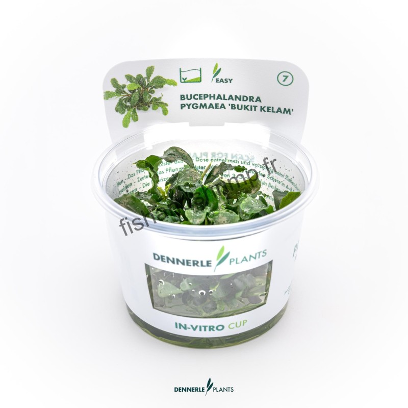 Bucephalandra pygmaea 'Bukit Kelam'