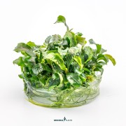 Bucephalandra pygmaea 'Bukit Kelam'