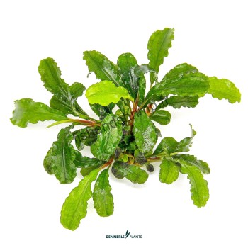 Bucephalandra pygmaea 'Bukit Kelam'