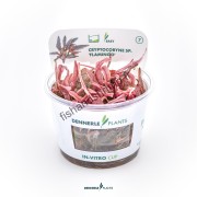 Cryptocoryne sp. 'Flamingo'