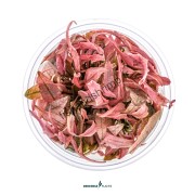 Cryptocoryne sp. 'Flamingo'