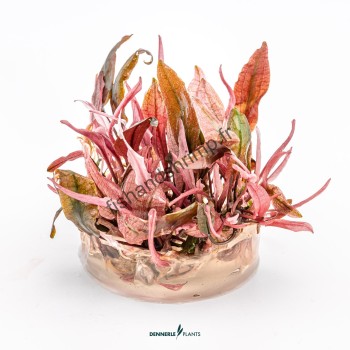 Cryptocoryne sp. 'Flamingo'