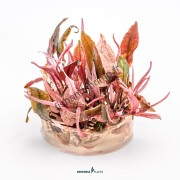 Cryptocoryne sp. 'Flamingo'
