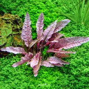 Cryptocoryne sp. 'Flamingo'