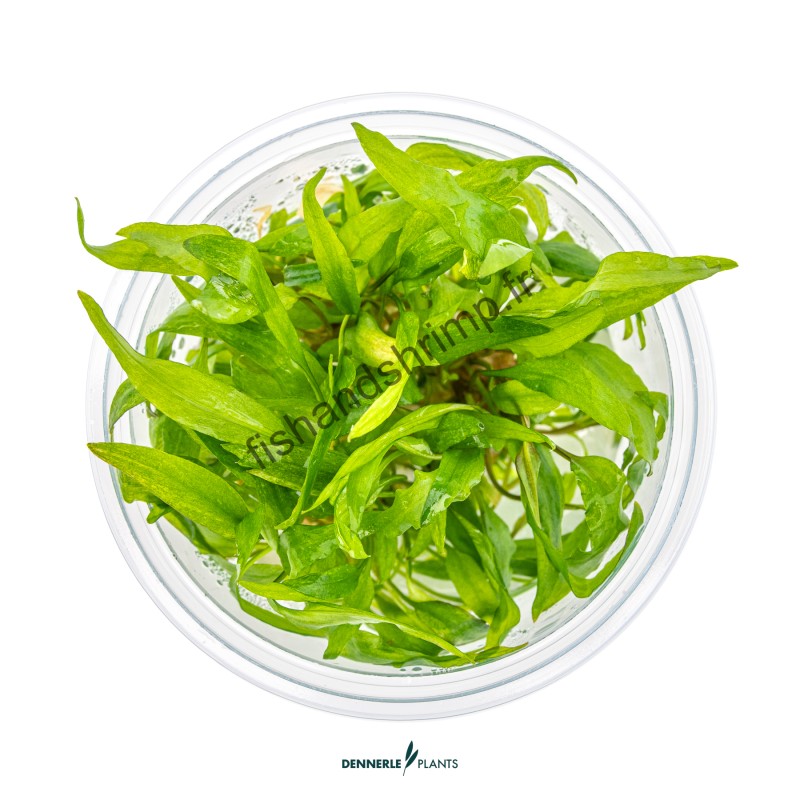 Cryptocoryne wendtii 'Broad Leaf'