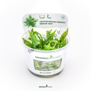 Cryptocoryne wendtii 'Broad Leaf'