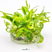 Cryptocoryne wendtii 'Broad Leaf'