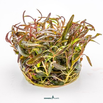 Hygrophila lancea 'Araguaia'