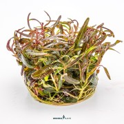 Hygrophila lancea 'Araguaia'