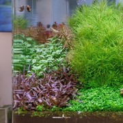 Hygrophila lancea 'Araguaia'