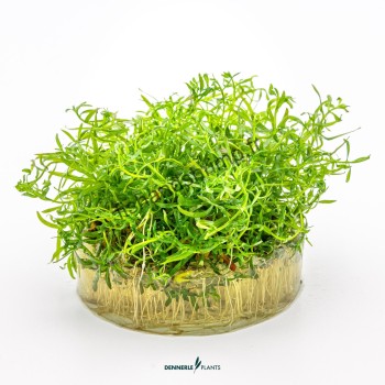 Ludwigia arcuata
