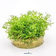 Ludwigia arcuata