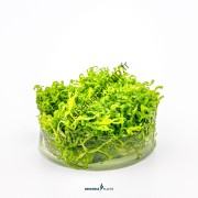 Riccia fluitans
