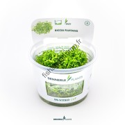 Riccia fluitans