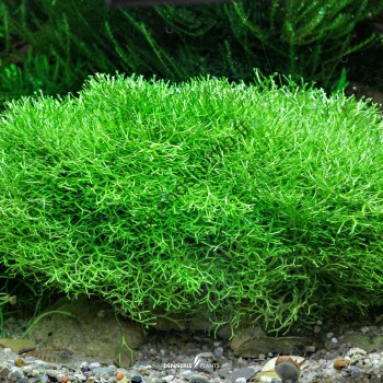 Riccia fluitans