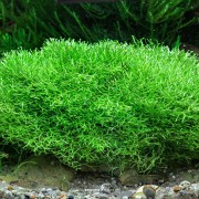 Riccia fluitans