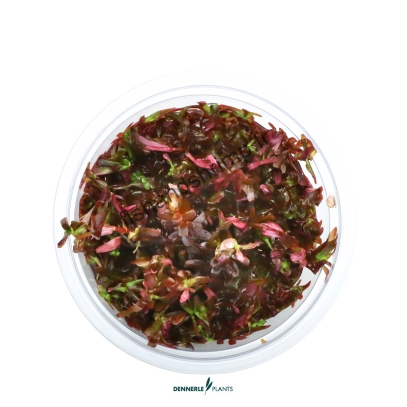 Rotala rotundifolia 'Blood Red'