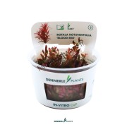 Rotala rotundifolia 'Blood Red'