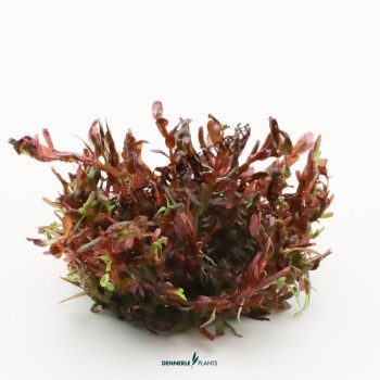 Rotala rotundifolia 'Blood Red'