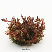 Rotala rotundifolia 'Blood Red'
