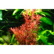 Rotala rotundifolia 'Blood Red'