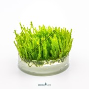 Vesicularia ferriei 'Weeping Moss'