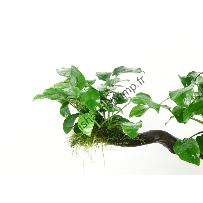 Anubias barteri var. nana