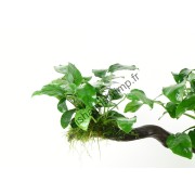 Anubias barteri var. nana