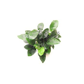 Anubias barteri var. nana