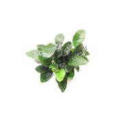 Anubias barteri var. nana