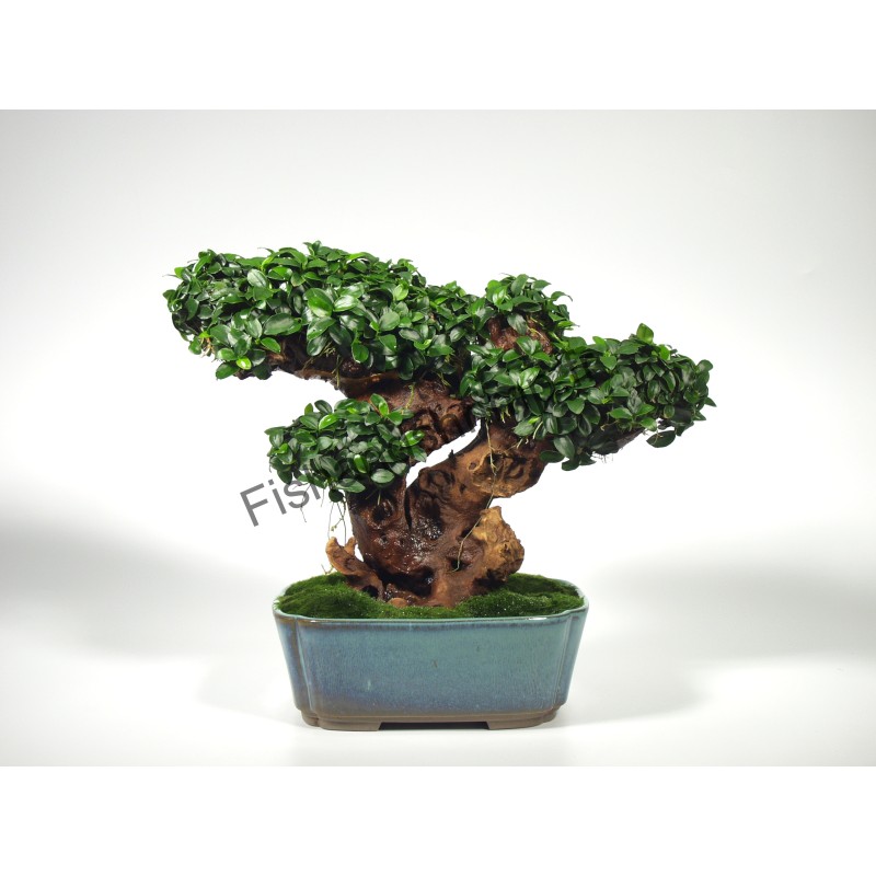 Anubias nana 'Bonsai'