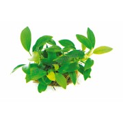 Anubias nana 'Bonsai'