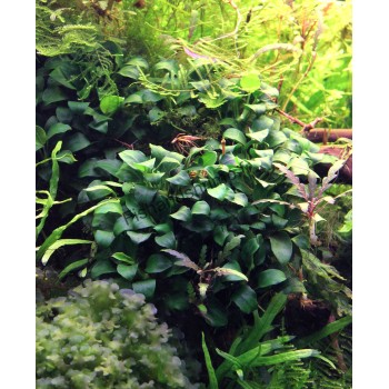 Anubias nana 'Bonsai'