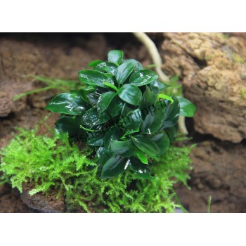 Anubias nana 'Bonsai'