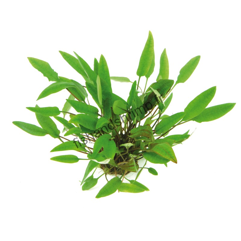 Cryptocoryne affinis