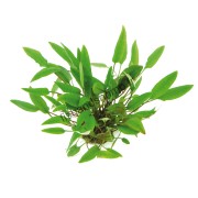 Cryptocoryne affinis