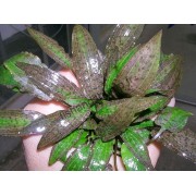 Cryptocoryne affinis
