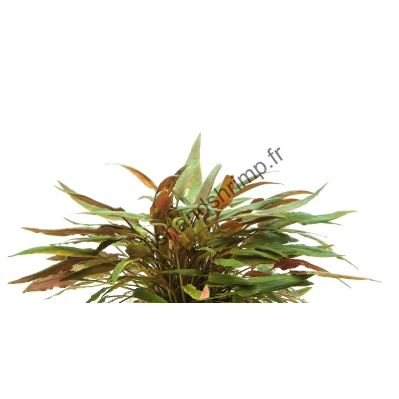 Cryptocoryne beckettii