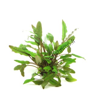Cryptocoryne beckettii