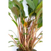 Cryptocoryne beckettii