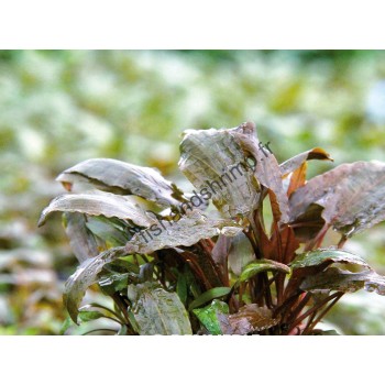 Cryptocoryne beckettii