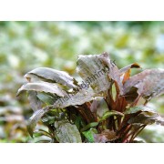 Cryptocoryne beckettii