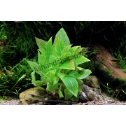 Hygrophila corymbosa 'Compact'