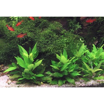 Hygrophila corymbosa 'Compact'