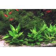 Hygrophila corymbosa 'Compact'