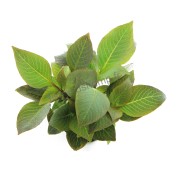 Hygrophila corymbosa 'Compact'