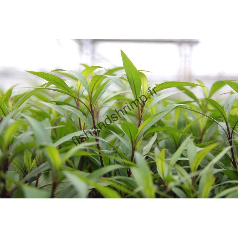 Hygrophila corymbosa 'Thailand'